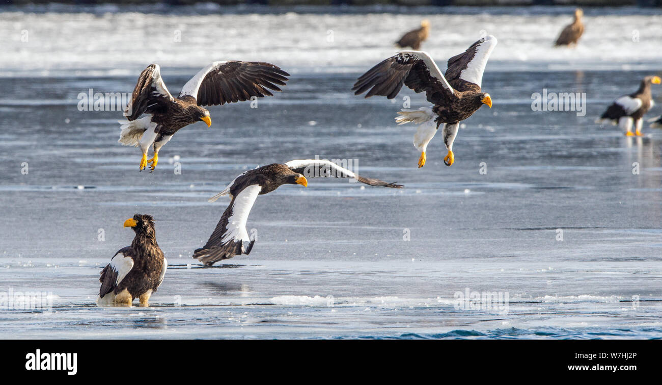 Steller`s sea eagles.   Scientific name: Haliaeetus pelagicus. Natural Habitat. Winter season. Stock Photo